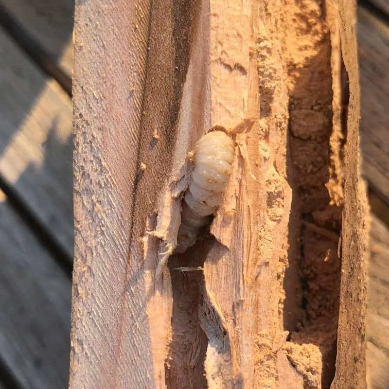 Galeries de capricorne des maisons dans le bois