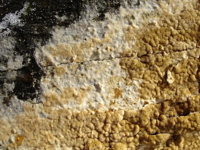 Mycelium champignon mur - Colonisation diffuse maconnerie froide humide