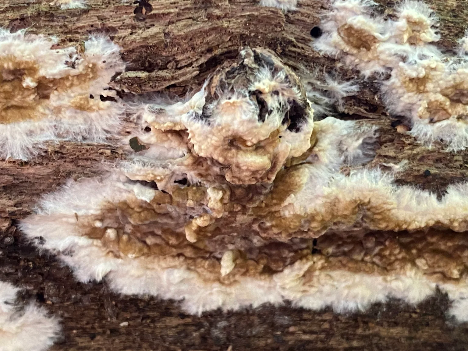 Cordonnets ramifies cave - Syrrotes champignon lignivore developpement