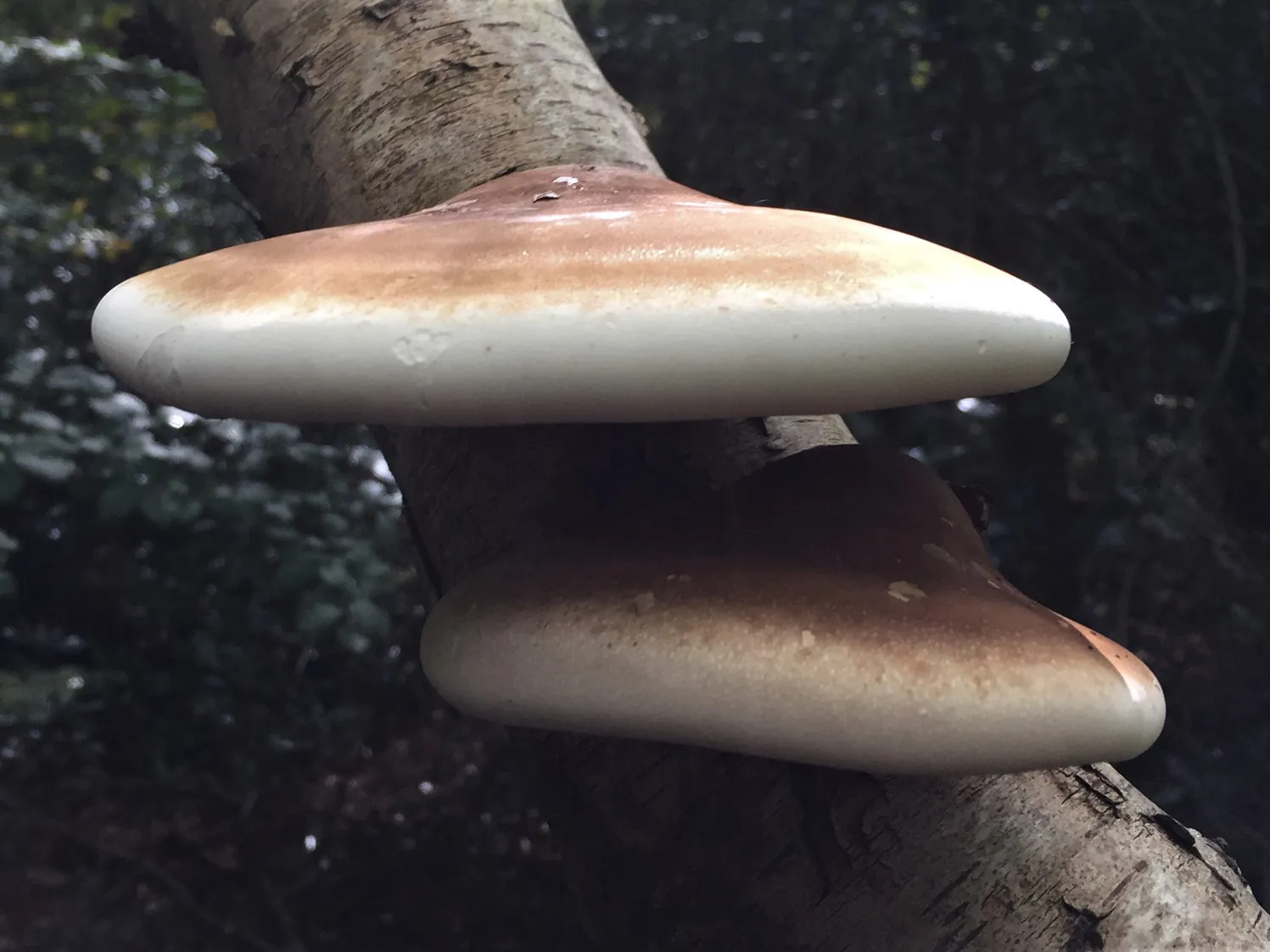 Colonisation de champignon lignivore sur poutre