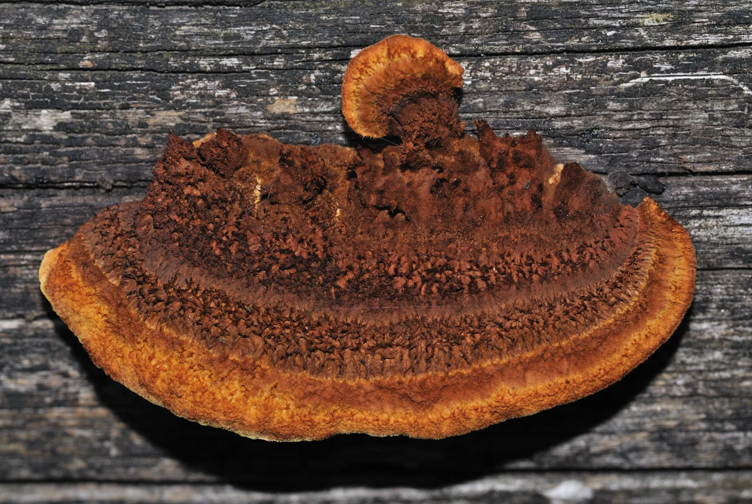 Champignon lignivore sous plancher - Cordonnets vide sanitaire propagation