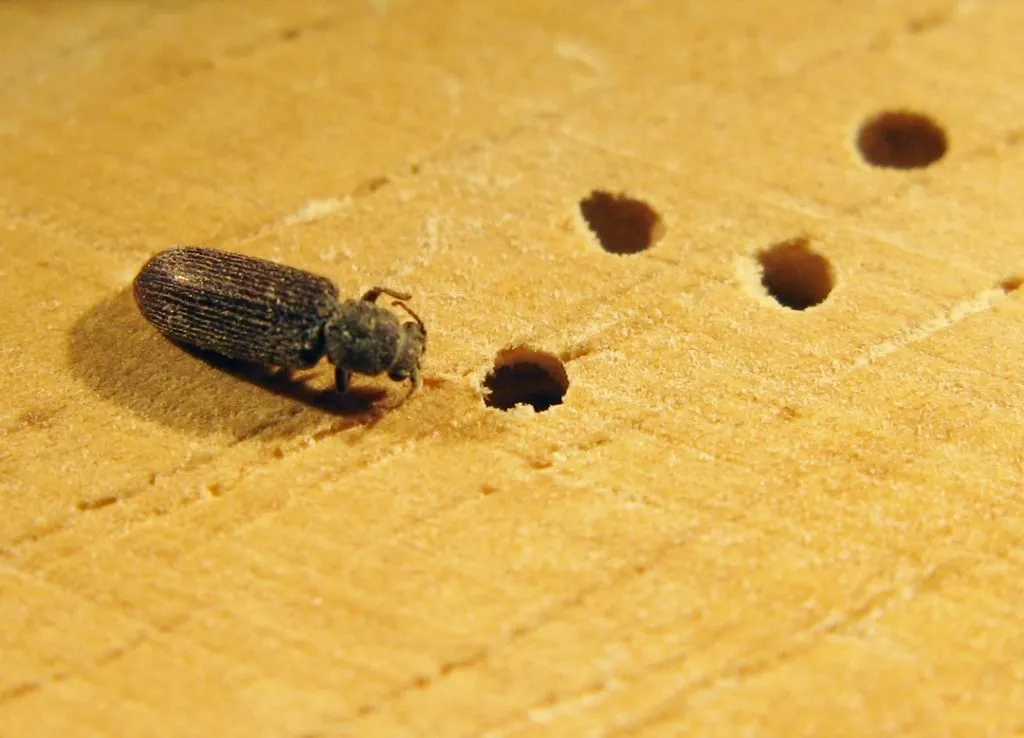 Dégâts structurels xylophages - Bois fragilisé traitement urgent nécessaire