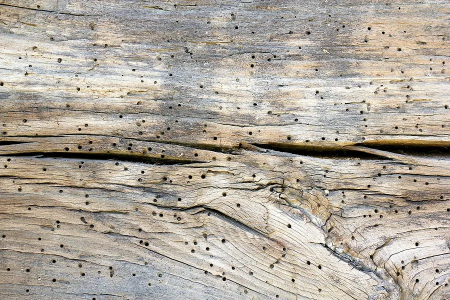 Placage détérioré