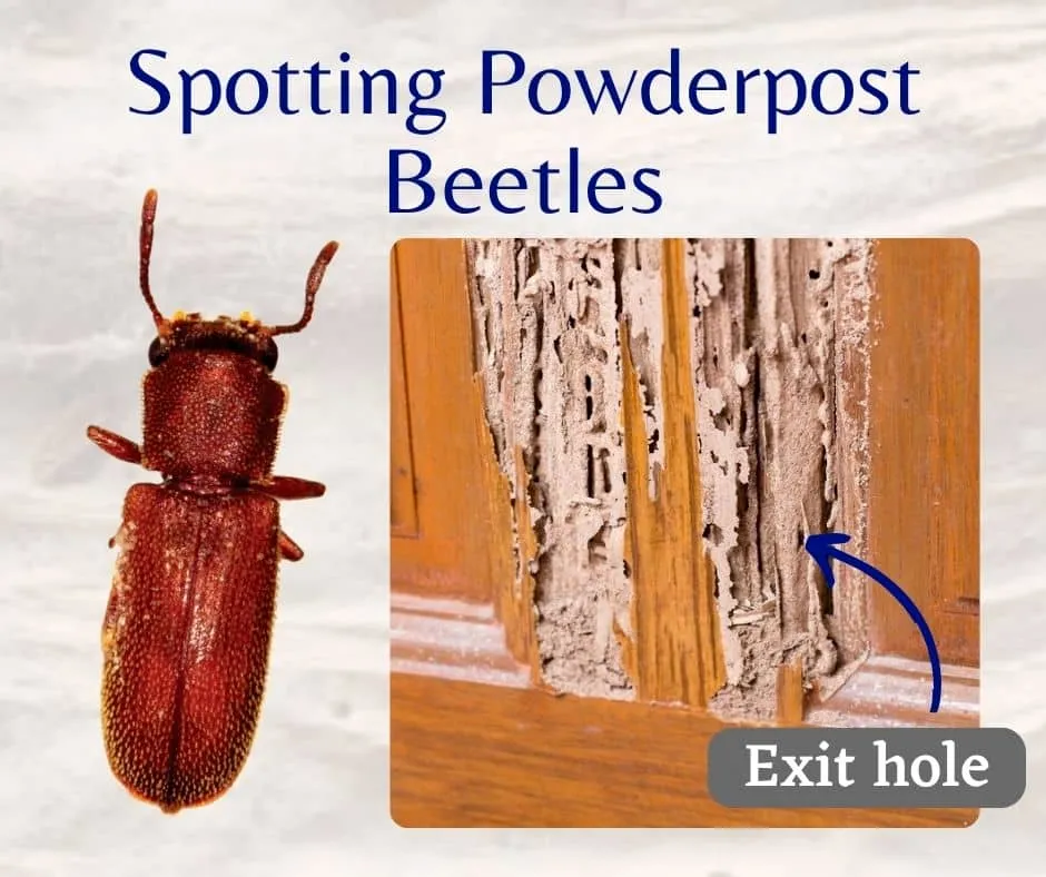 Bois exotique attaqué