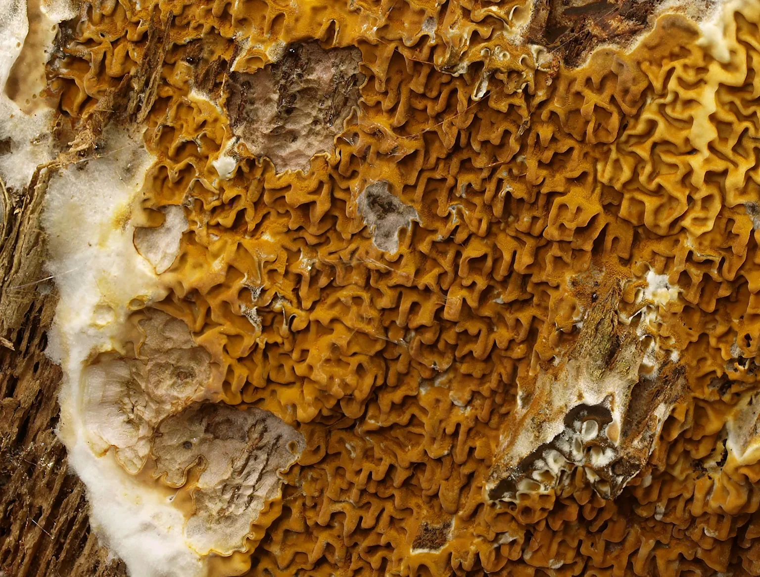 Dégâts de lyctus sur bois feuillu - trous et sciure fine