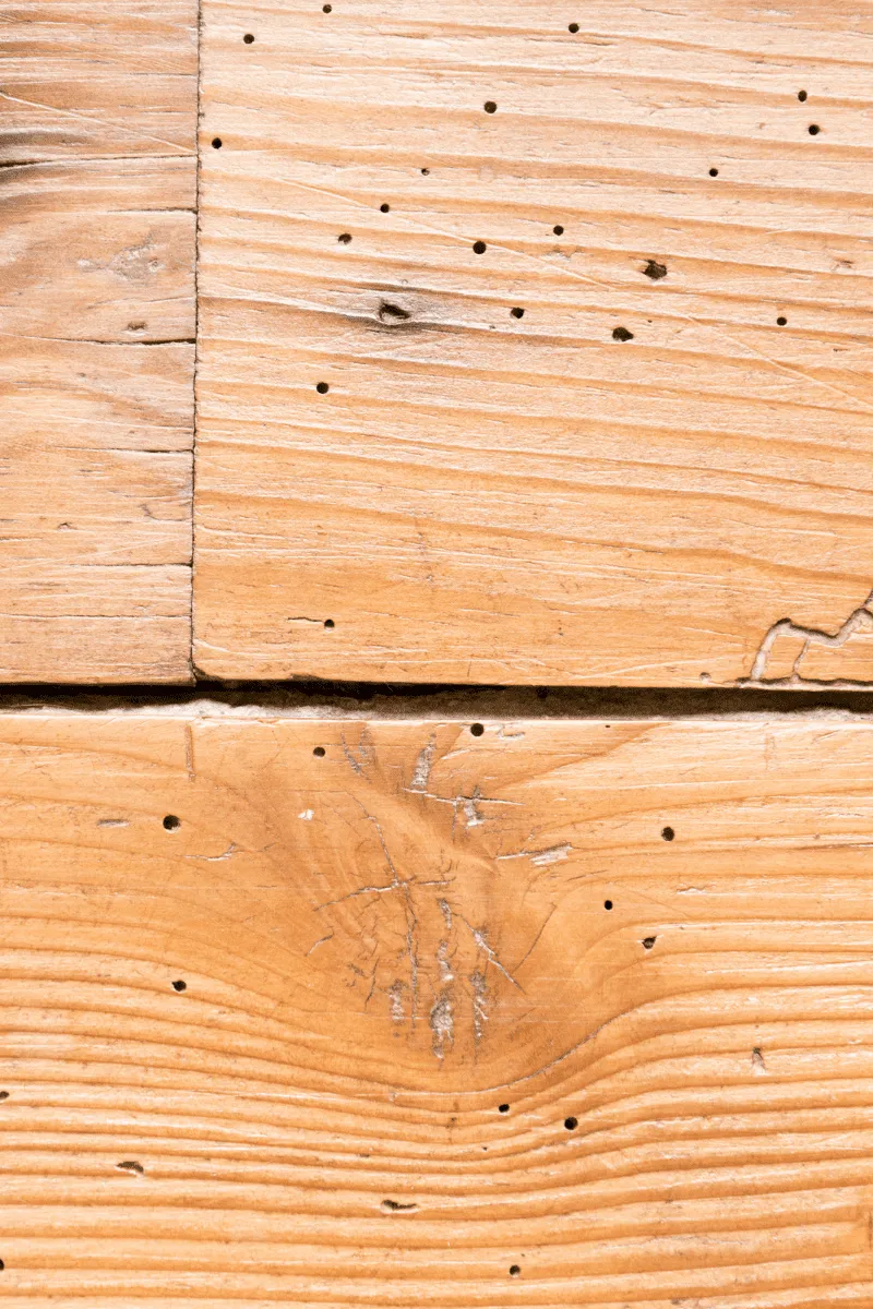 Bois décoratif atteint