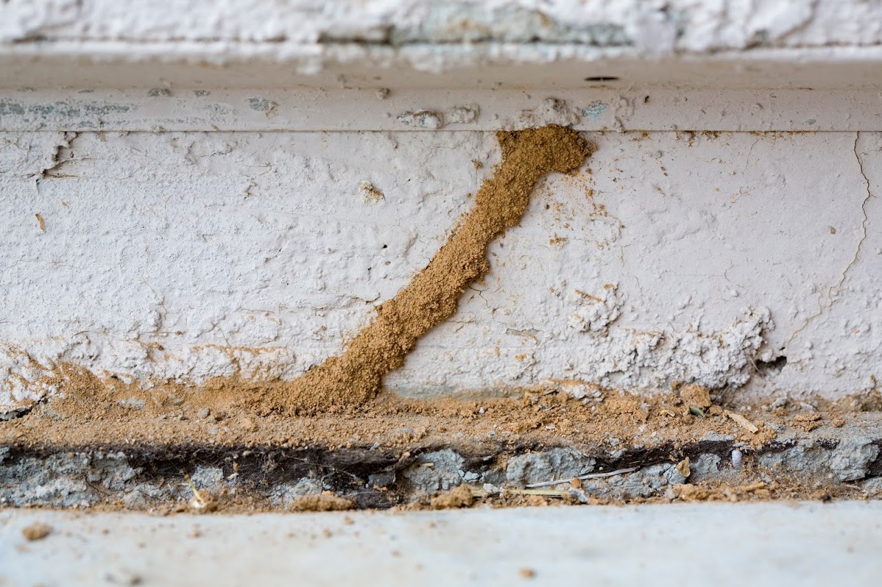 Cordonnets sur mur