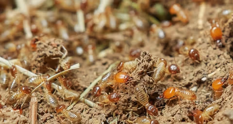 Ouvriers termites